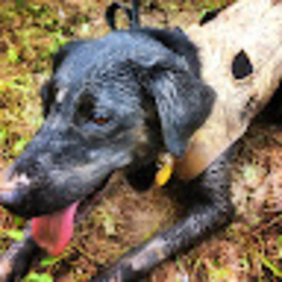 Meet your Posher, E. - Picture 1 of 1